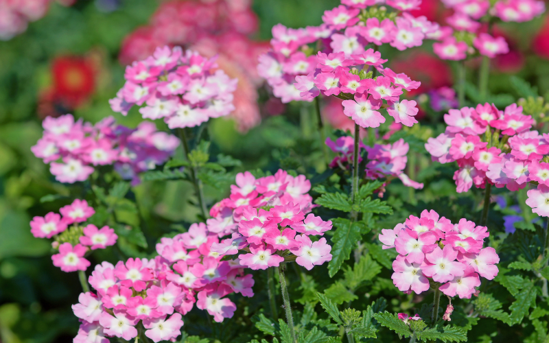 Flowers Name Starting with V Flowers Name Info