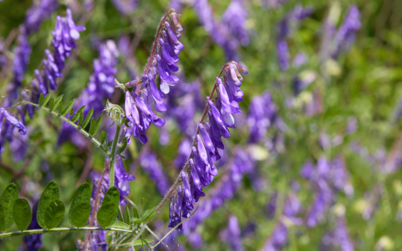 Flowers Name Starting with V Flowers Name Info