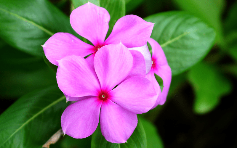 Flowers Name Starting with V Flowers Name Info