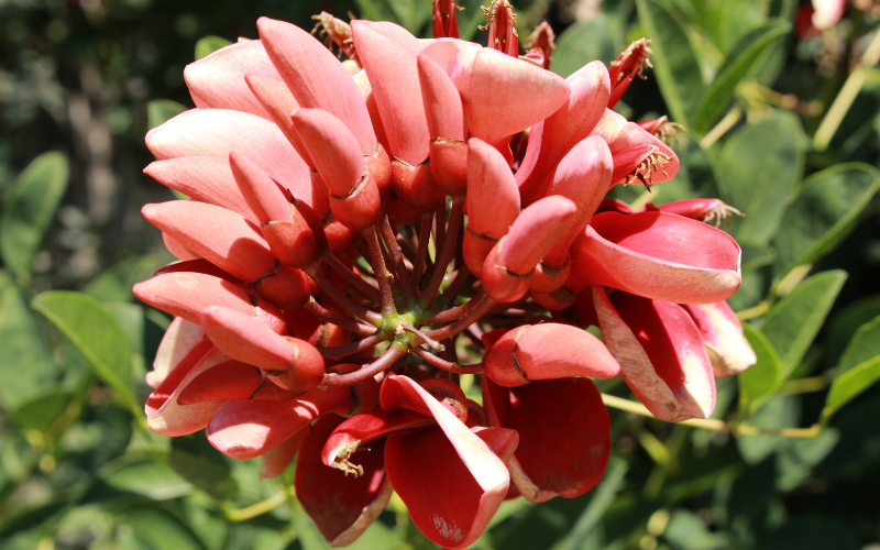 Flowers Name Starting with E Flowers Name Info