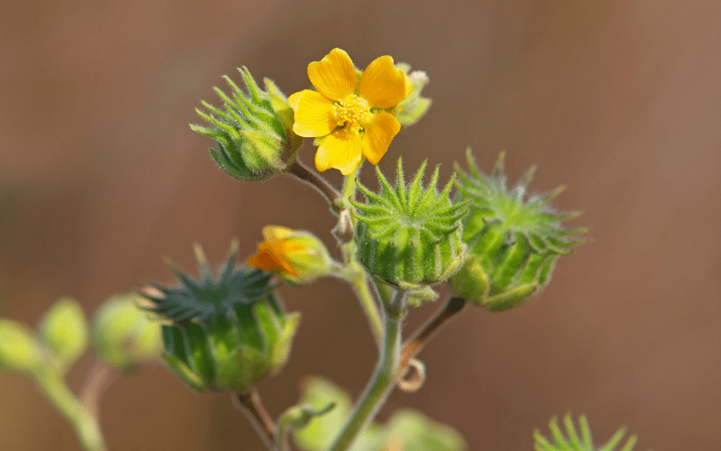 Flowers Name Starting with V Flowers Name Info