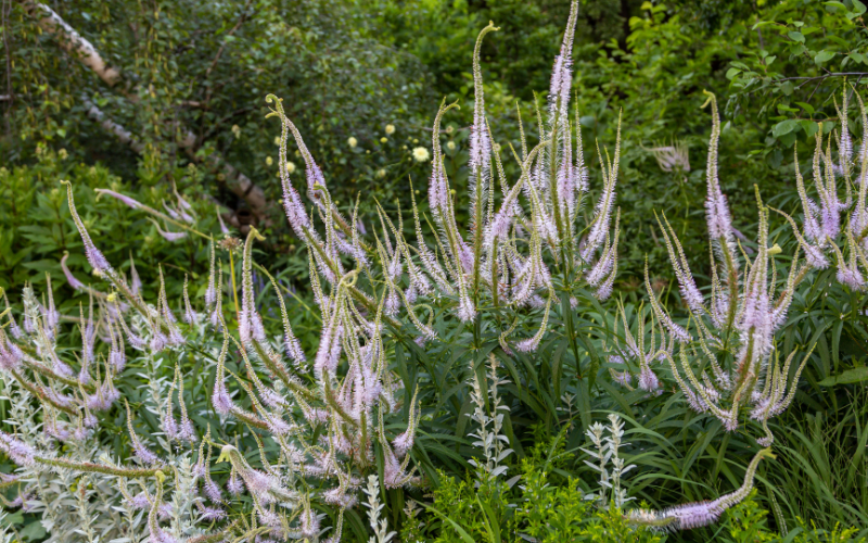 Flowers Name Starting with V Flowers Name Info