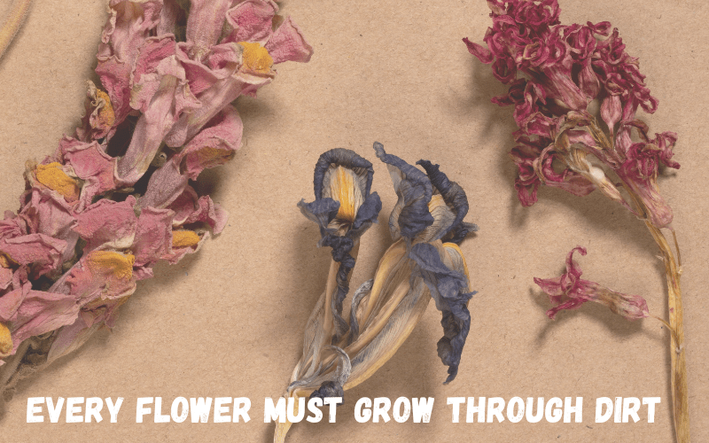 Dried Flower Quotes A Symphony of Dried Flower Quotes Celebrating Timeless Beauty