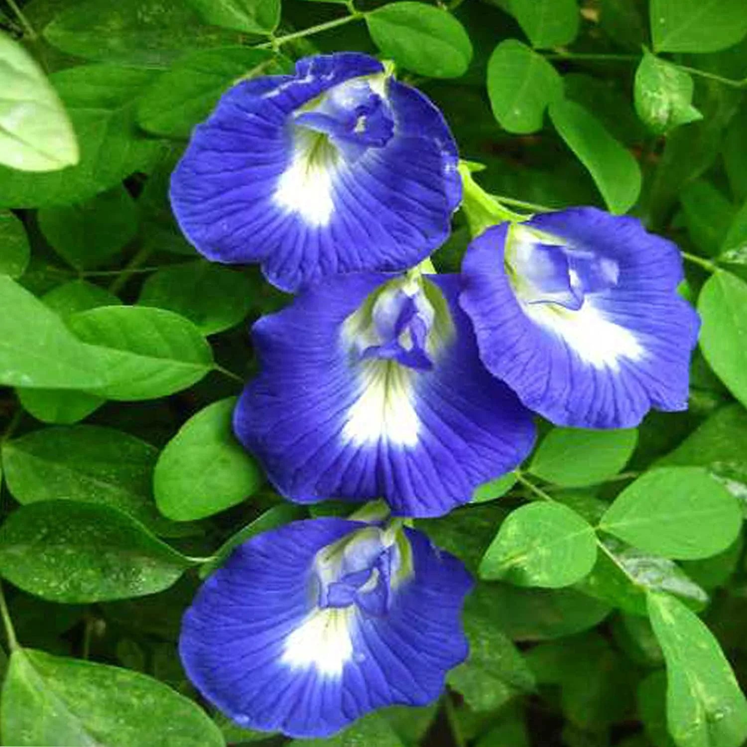 What Is A Aparajita Flower? Plantation, Caring Tips
