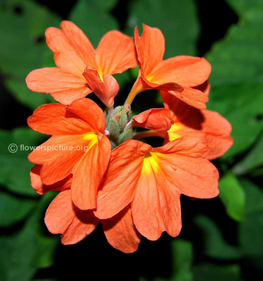 Crossandra Crossandra infundibuliformis