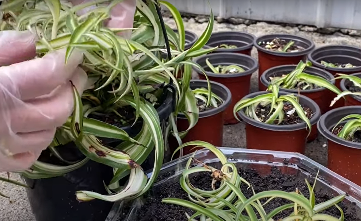 Curly Spider Plant Care, Propagation, and More FlowersProfy