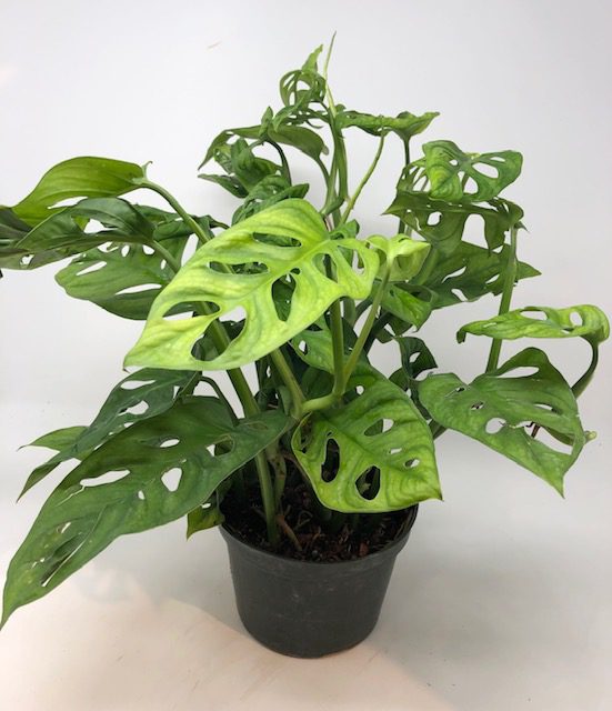 Philodendron Swiss Cheese Flowers Talk Tivoli