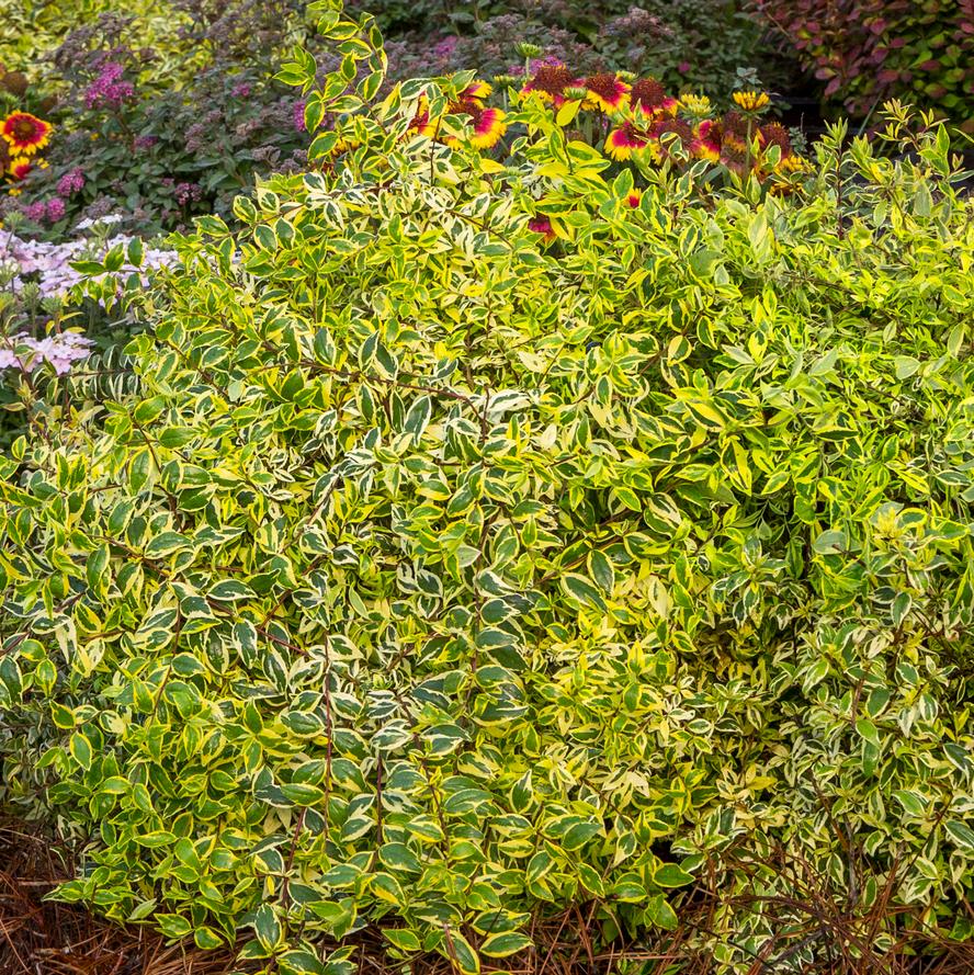 Abelia hybrid 'Miss Lemon™' from Flowerwood Nursery, Inc.