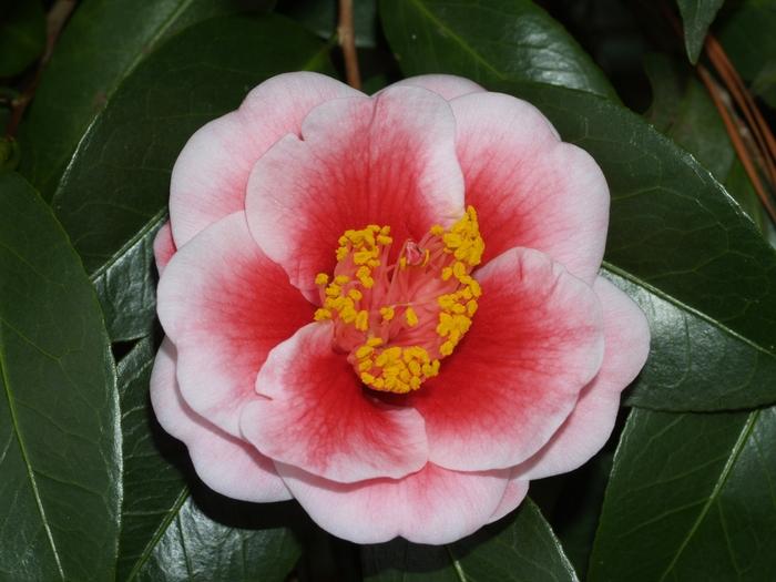 Camellia japonica 'Tama Vino' Camellia from Flowerwood Nursery, Inc.