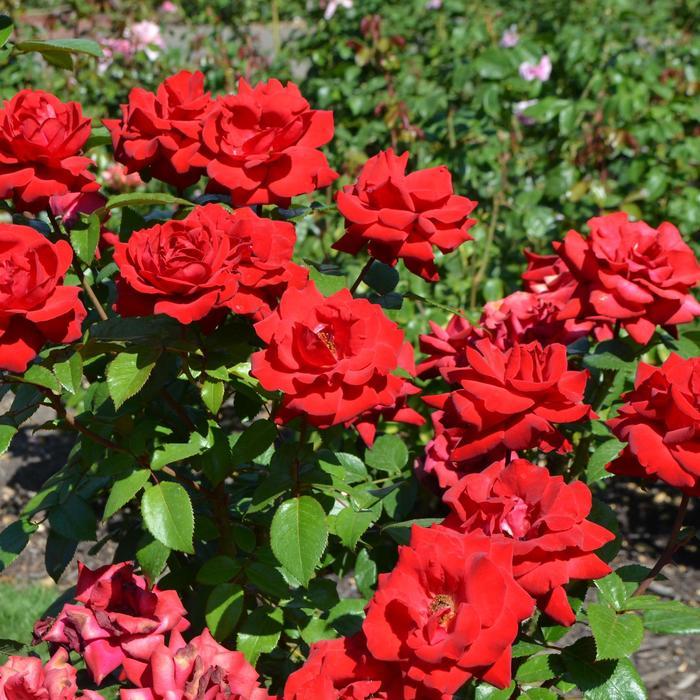 Rosa x Bloomables® 'Crimson Bouquet™' Grandiflora Rose from Flowerwood