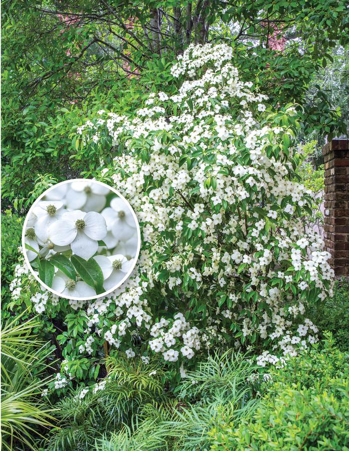 Cornus angustata 'Empress of China' Dogwood from Flowerwood Nursery, Inc.
