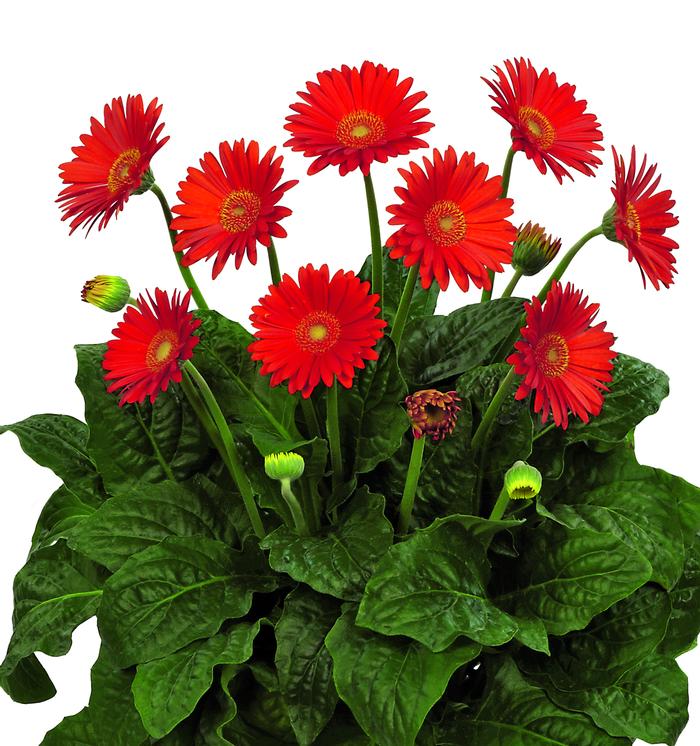 Gerbera hybrid Garden Jewels™ 'Orange' Gerbera Daisy from Flowerwood