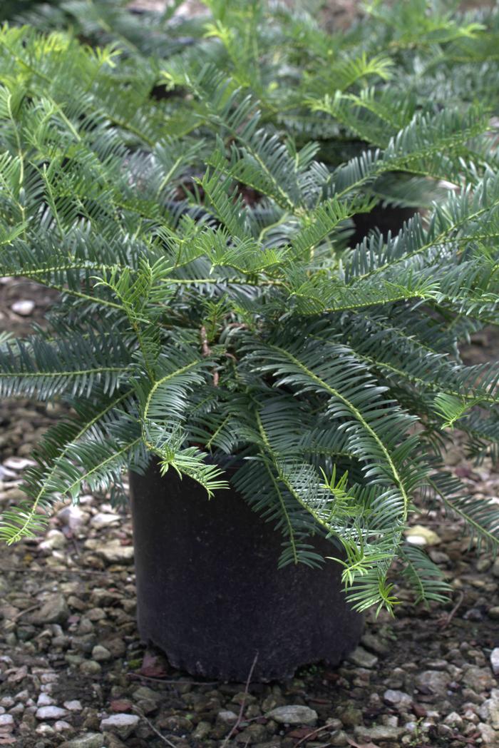 Cephalotaxus harringtonia 'Prostrata' Japanese Plum Yew from Flowerwood