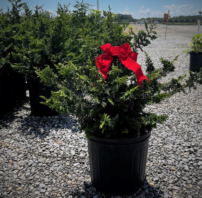 Chamaecyparis obtusa 'Filicoides' Fernspray False Cypress from