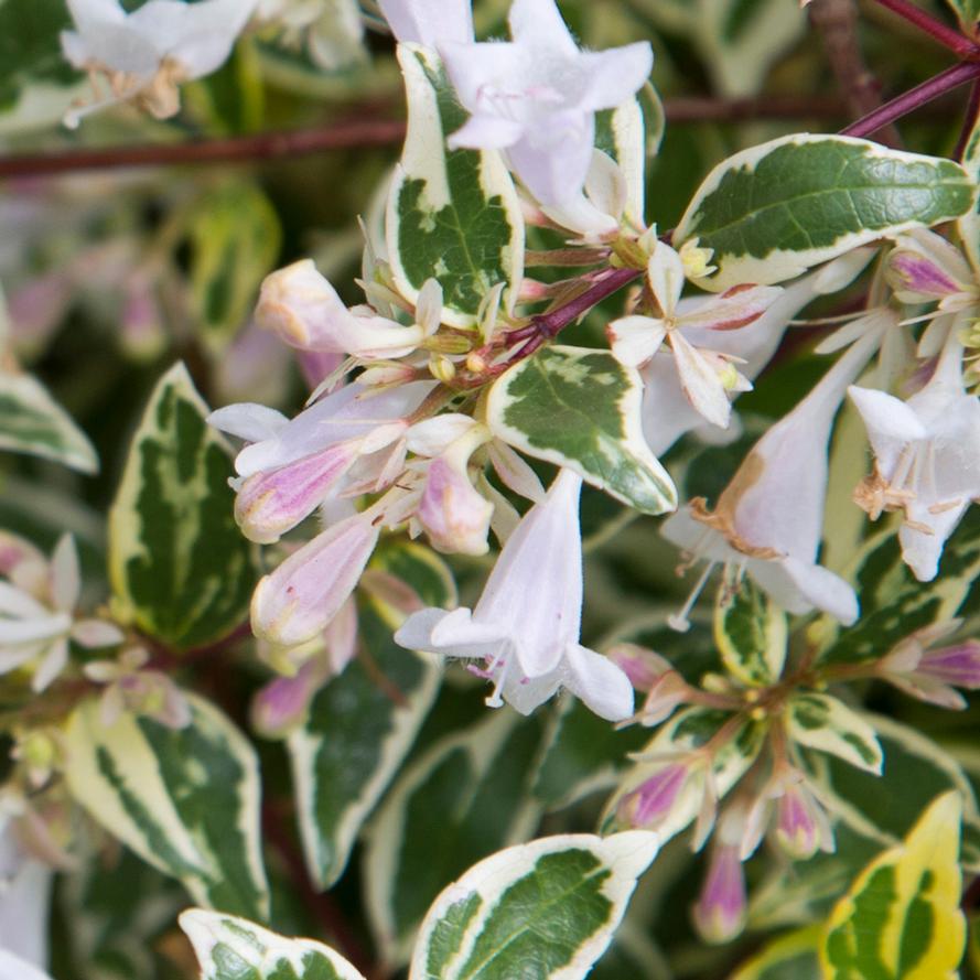 Abelia hybrid 'Miss Lemon™' from Flowerwood Nursery, Inc.