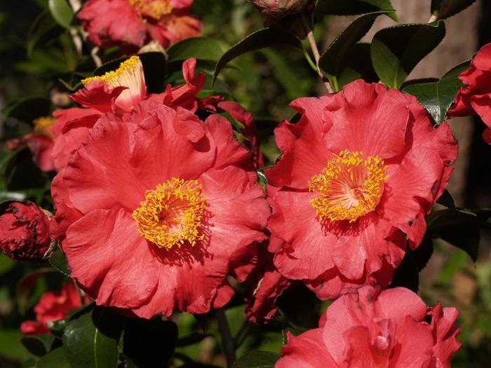 Camellia japonica 'Don Mac' Camellia from Flowerwood Nursery, Inc.