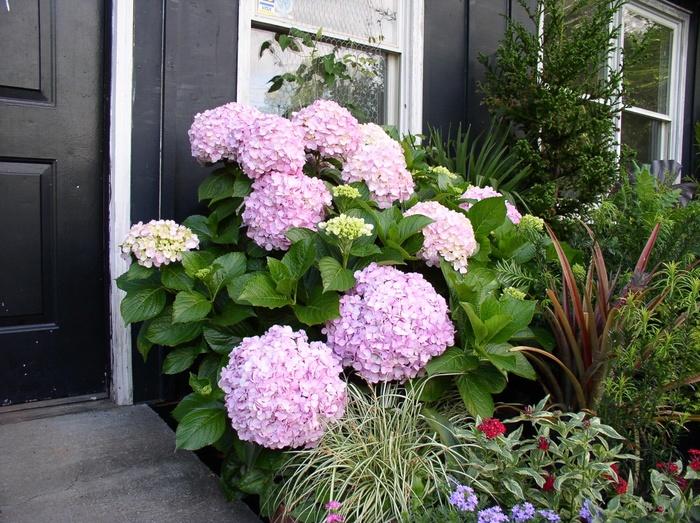 Hydrangea macrophylla 'Big Daddy' Hydrangea from Flowerwood Nursery, Inc.