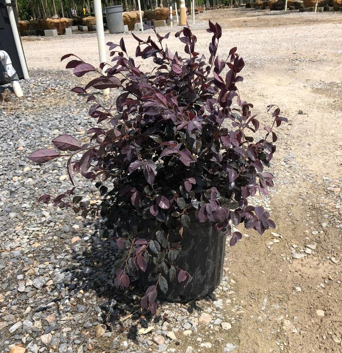 Loropetalum chinense 'Ruby' FringeFlower from Flowerwood Nursery, Inc.