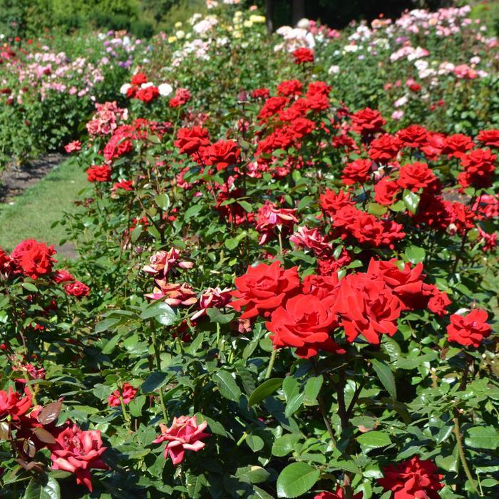 Rosa x Bloomables® 'Crimson Bouquet™' Grandiflora Rose from Flowerwood