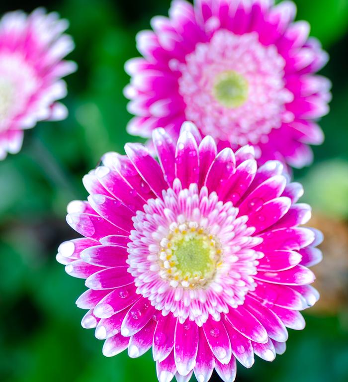 Gerbera hybrid Garden Jewels™ 'Frosted Hot Pink' Gerber Daisy from