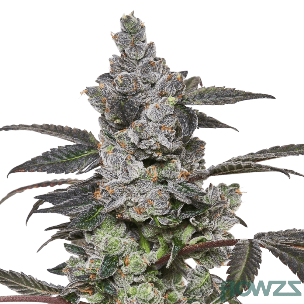 Apples & Bananas » Wirkung, Strain Reviews & Preise flowzz