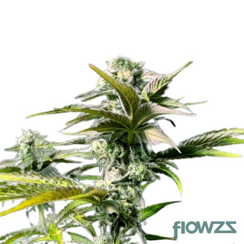 Ice Cream Cake x Kush Mints » Wirkung, Strain Reviews & Preise flowzz