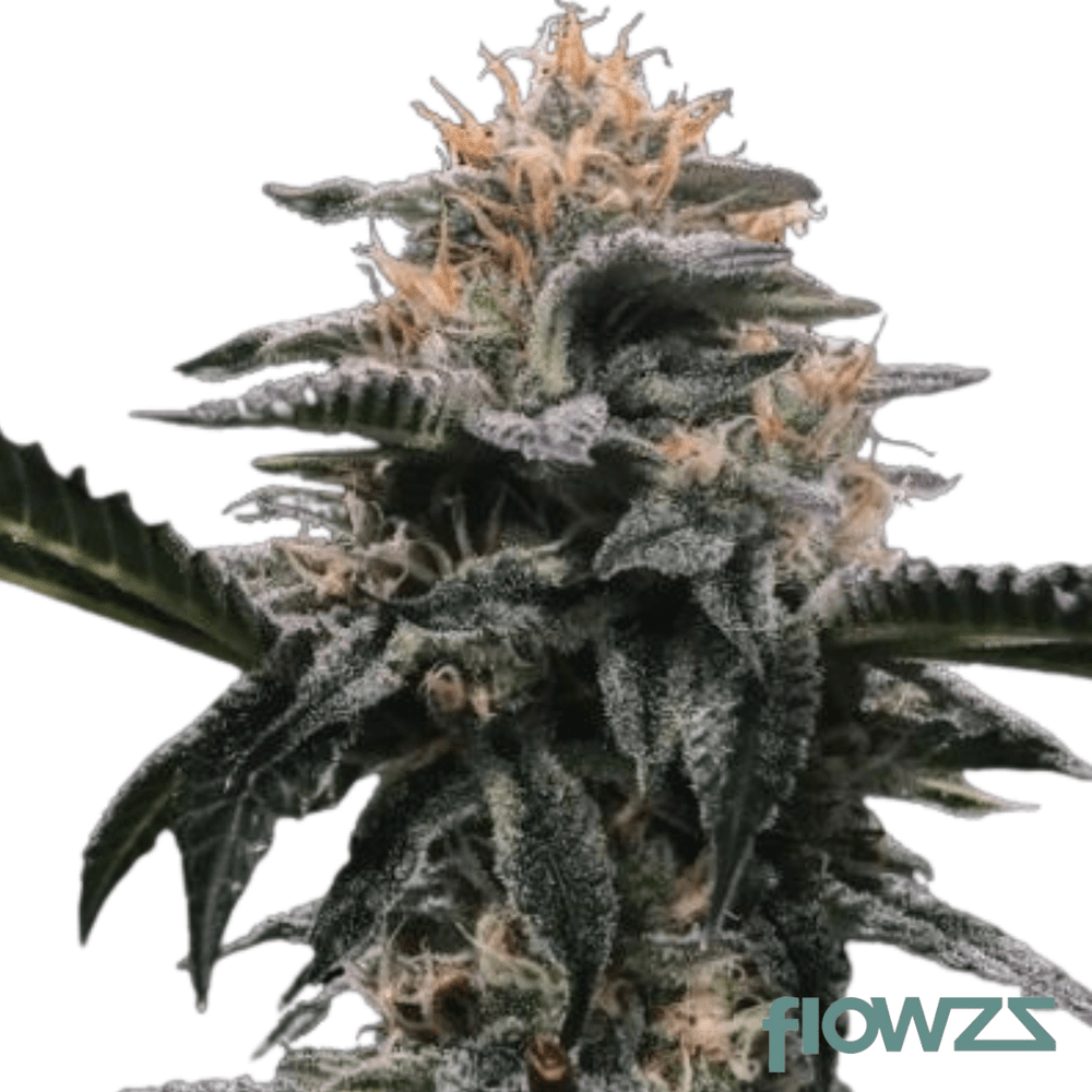 Banana Sorbet » Wirkung, Strain Reviews & Preise flowzz