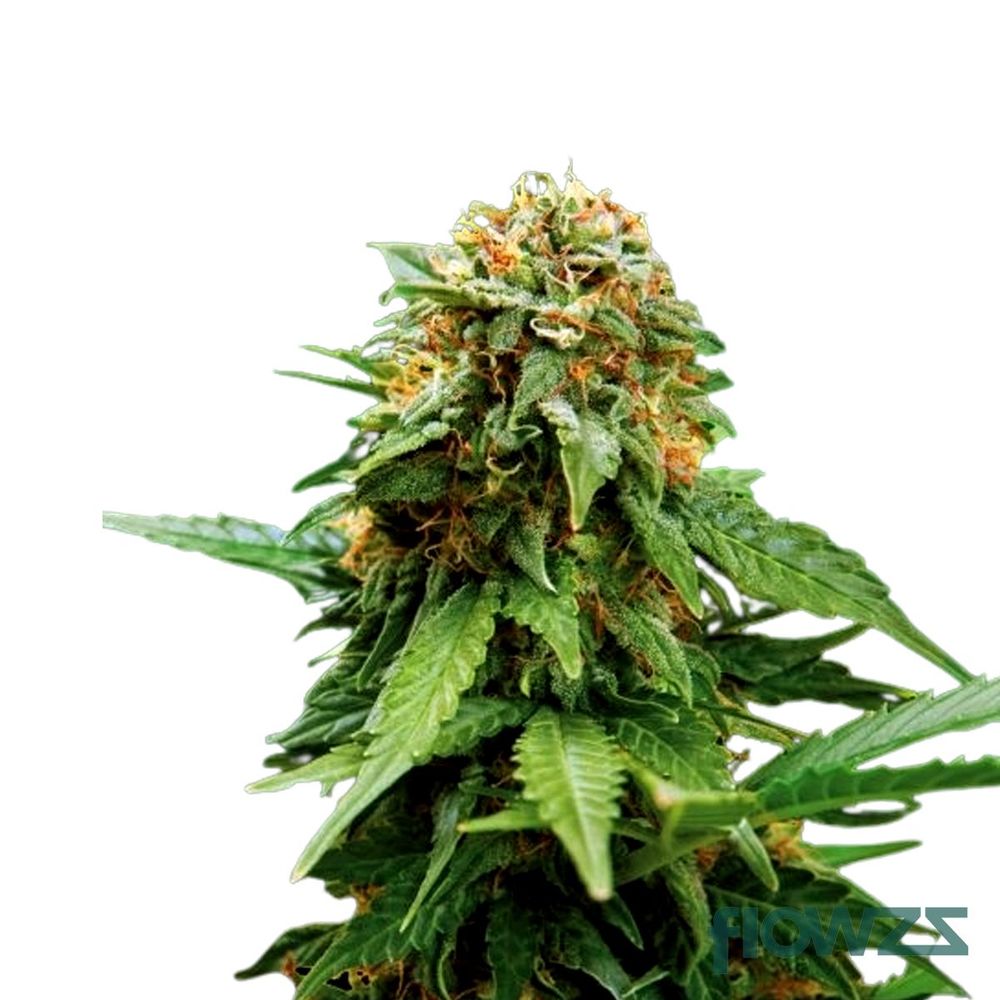 Tangerine Dream » Wirkung, Strain Reviews & Preise flowzz