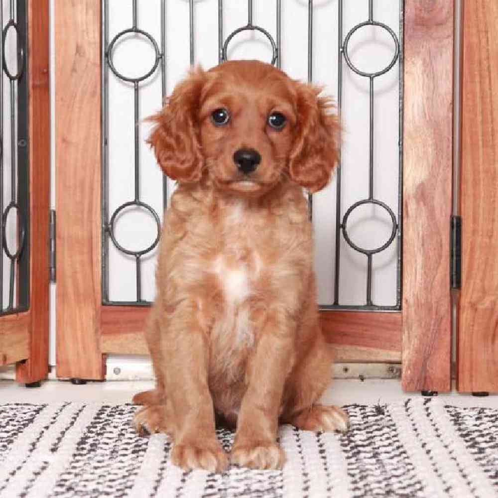 Tyrone Loving Little Red Male Cavapoo Puppy Florida Puppies Online