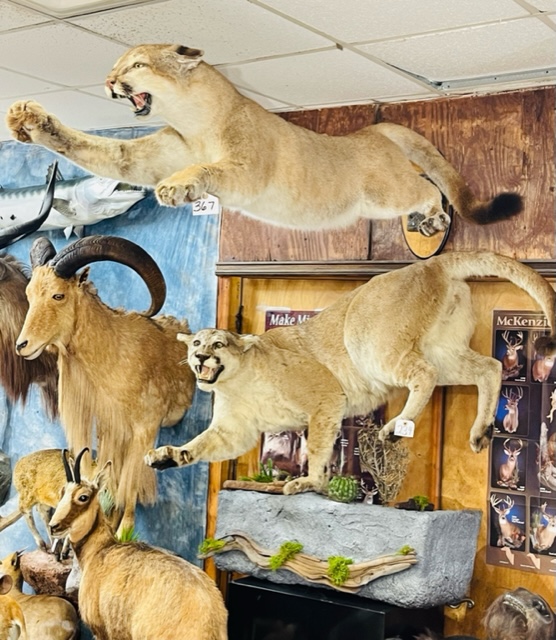 Taxidermy and Collectibles Auction FLS Auction