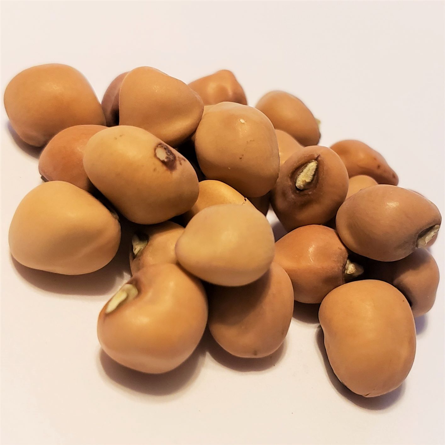 Mississippi Purple Crowder Cowpea (20+ Seeds) Florida Seed & Garden