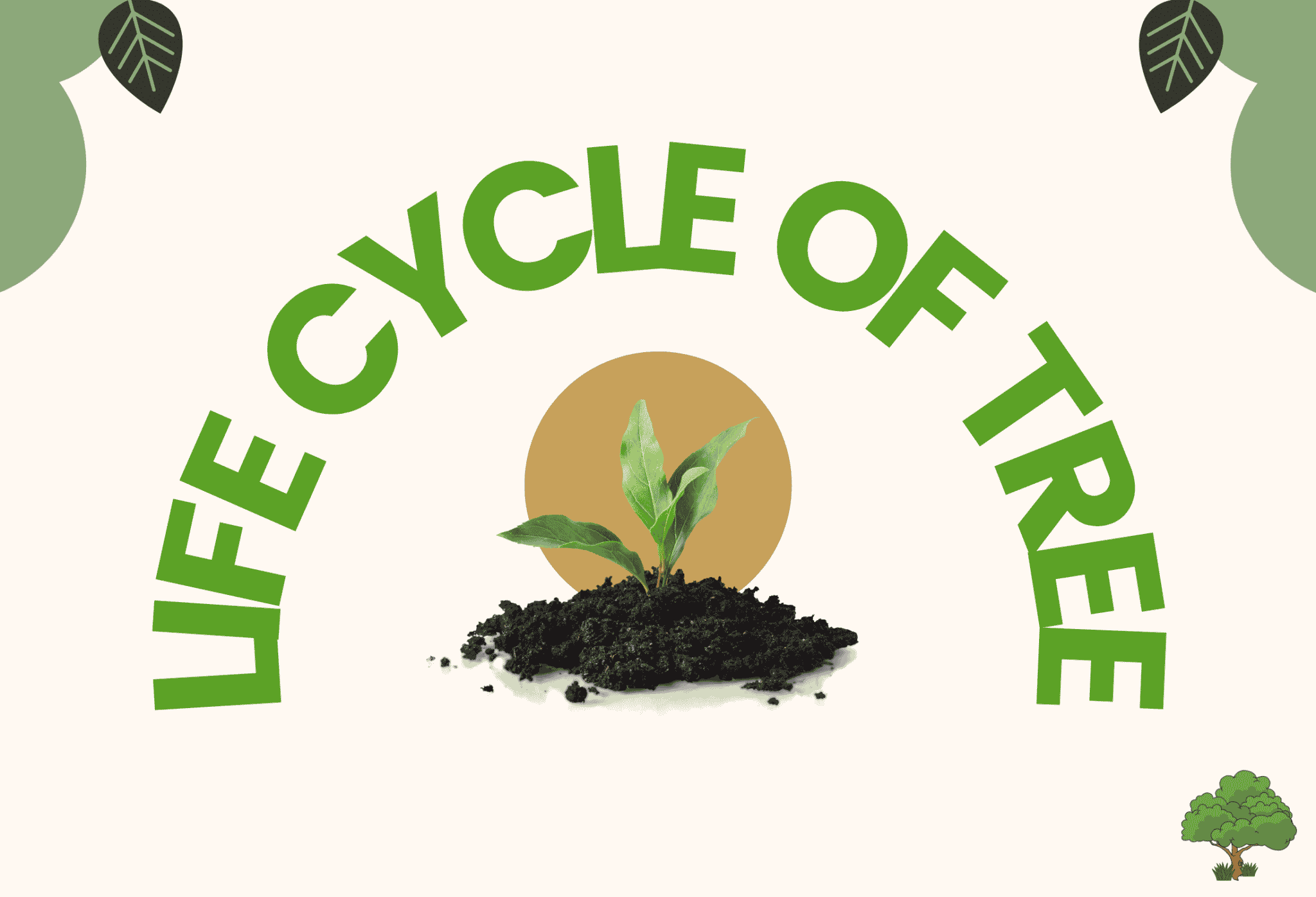 Life Cycle of A Tree Useful Stages in the life cycle of a Tree with