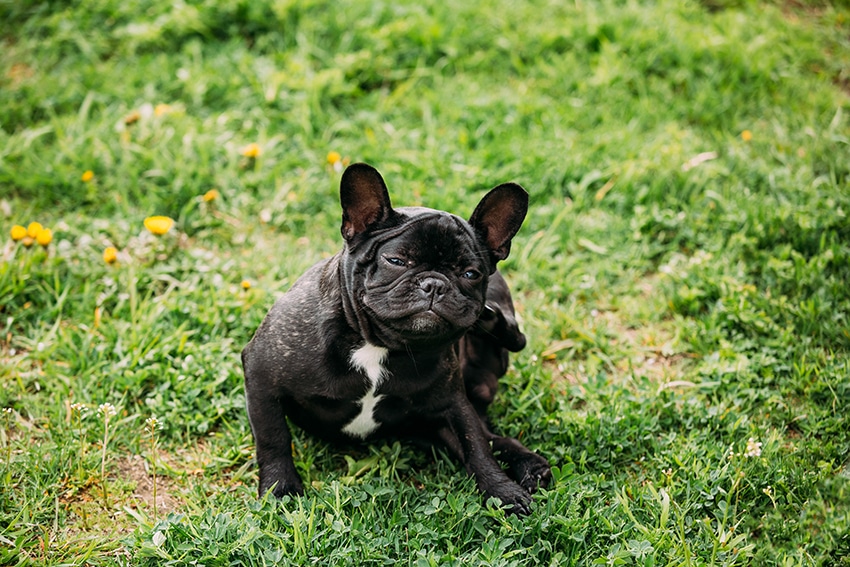 PetArmor Plus Vs Frontline Plus For Dogs We Asked A Vet