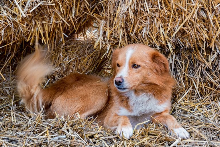 What fido tries to tell you? 100 Dog Behaviors you must