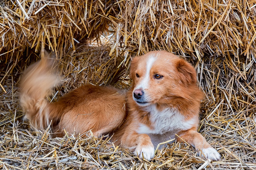 What fido tries to tell you? 100 Dog Behaviors you must know!
