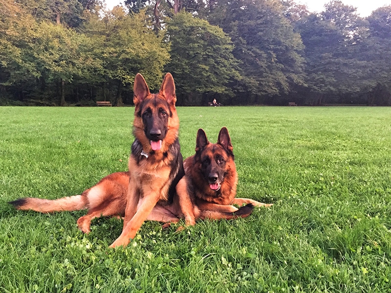 Are German Shepherds Picky Eaters