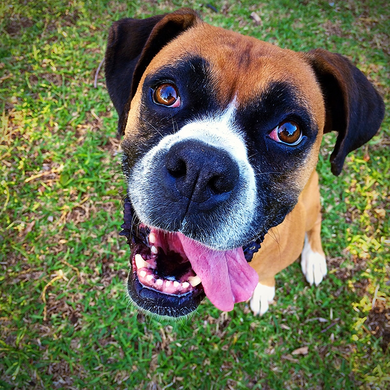 Top 10 dog food for boxers with sensitive stomachs You Need To Know