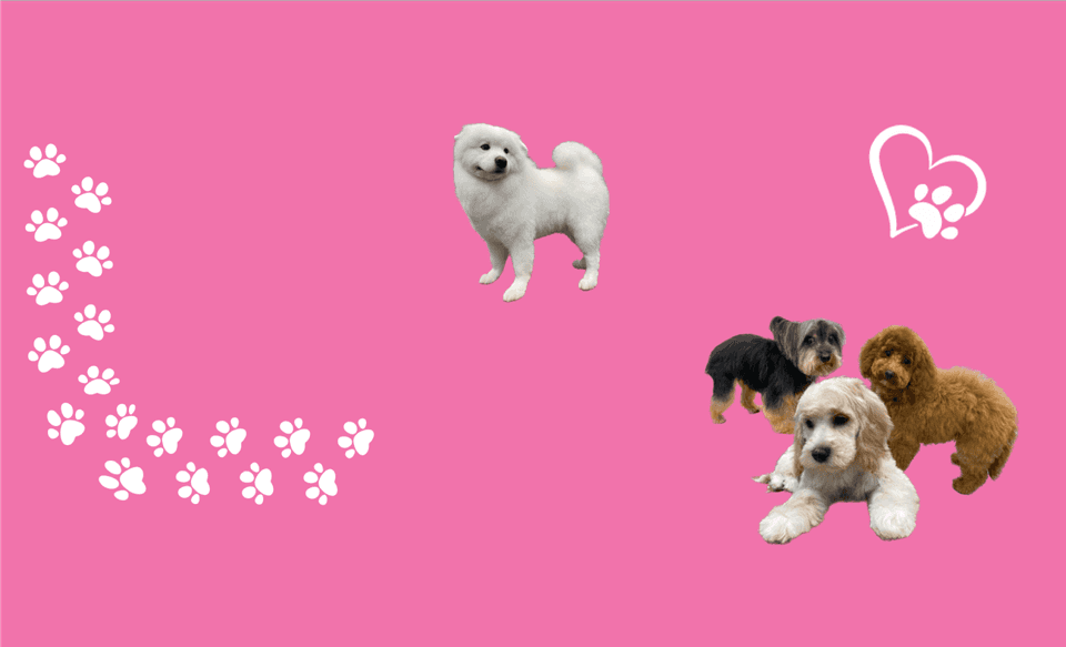 Dog Grooming Toronto Dog Groomer Fluffies