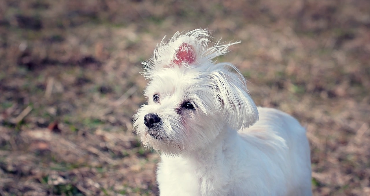 Malteser Hund Informationen, Bilder und Videos zur Rasse Fluffis.de