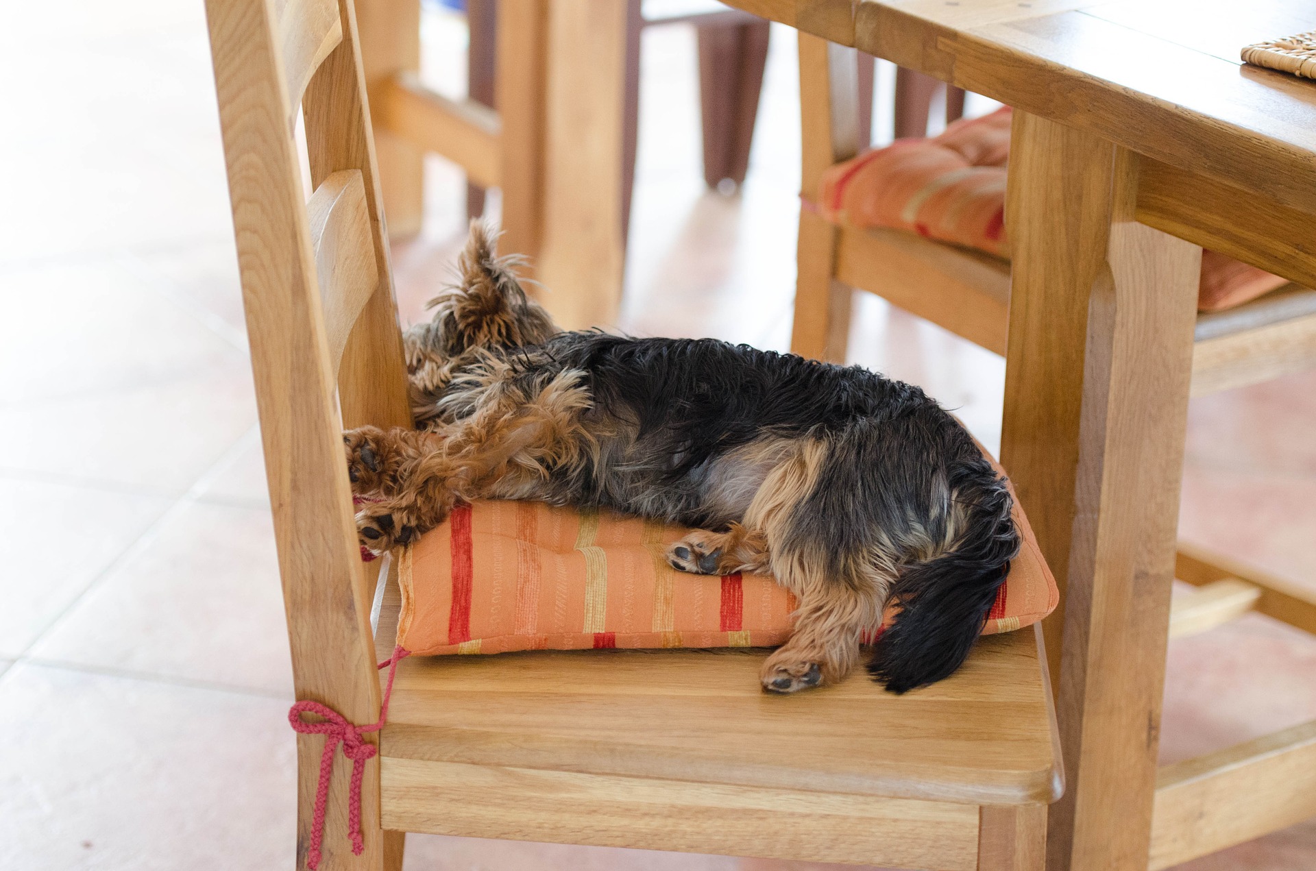 Bindehautentzündung beim Hund was tun? fluffis.de