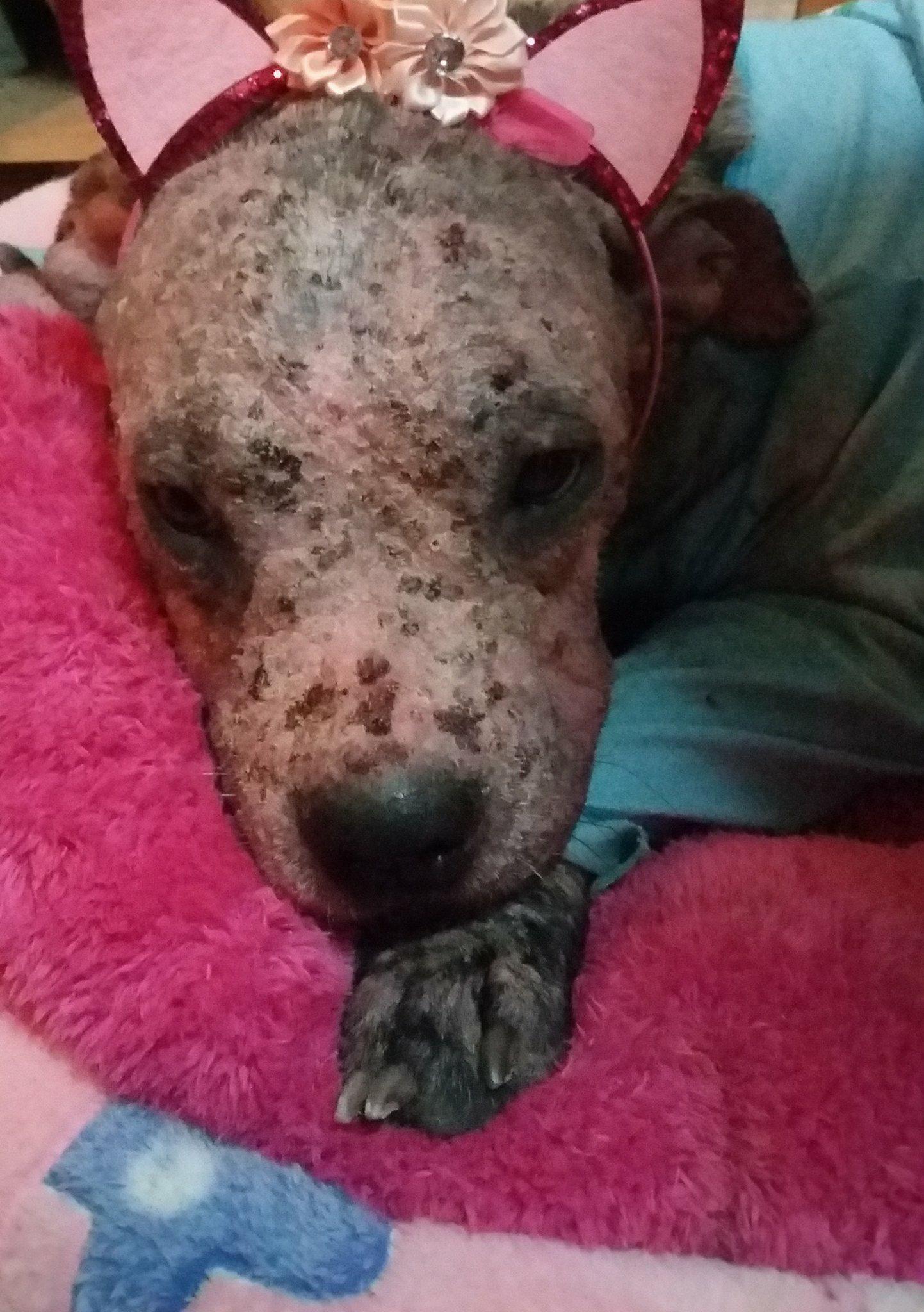 Milben beim Hund Tipps und Tricks für Deinen Hund fluffis.de