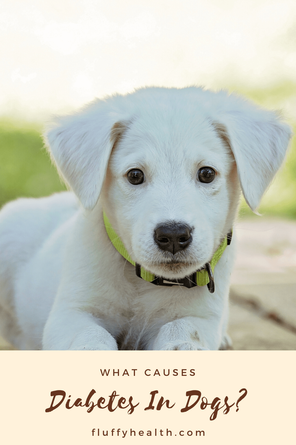 Diabetes In Dogs Symptoms Of Diabetes In Dogs FluffyHealth