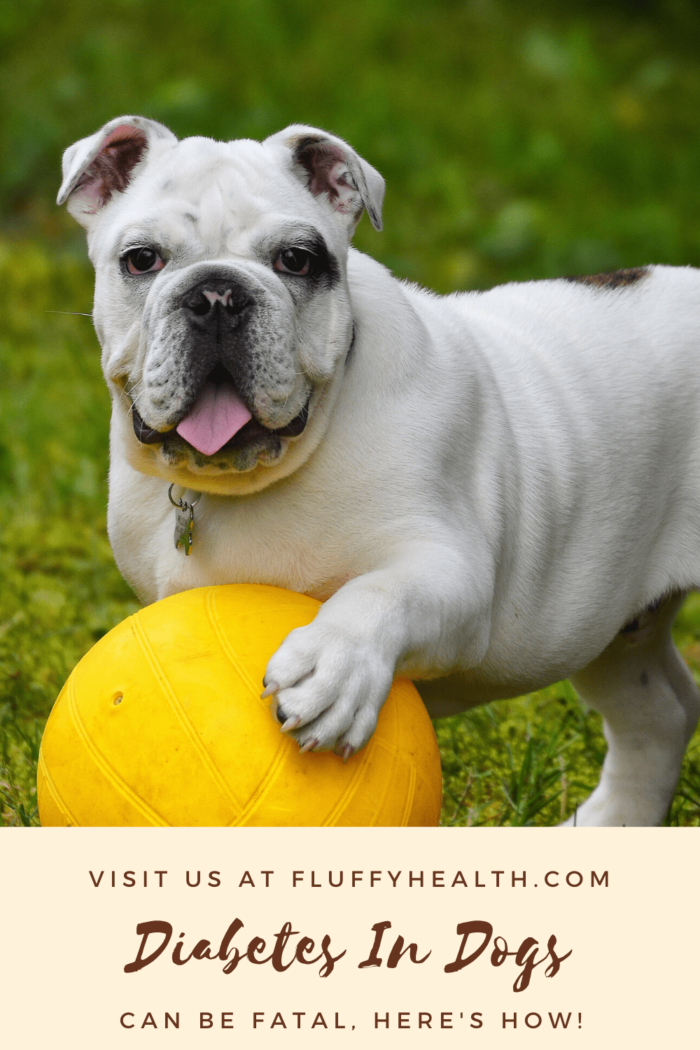 Diabetes In Dogs Symptoms Of Diabetes In Dogs FluffyHealth