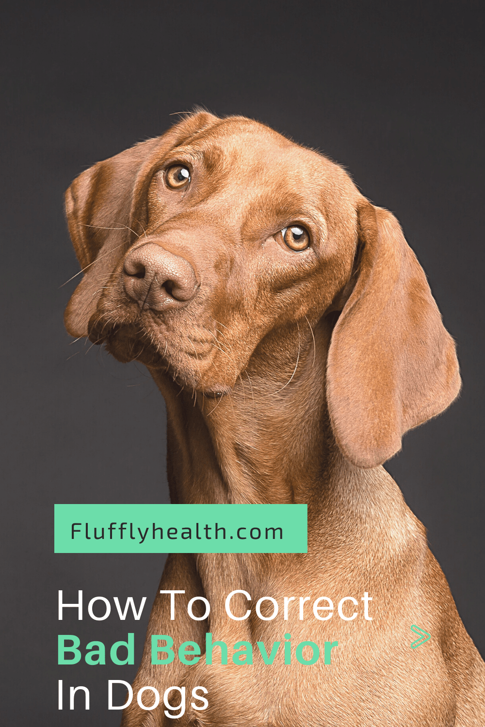 How To Correct Bad Behavior In Dogs Fluffyhealth