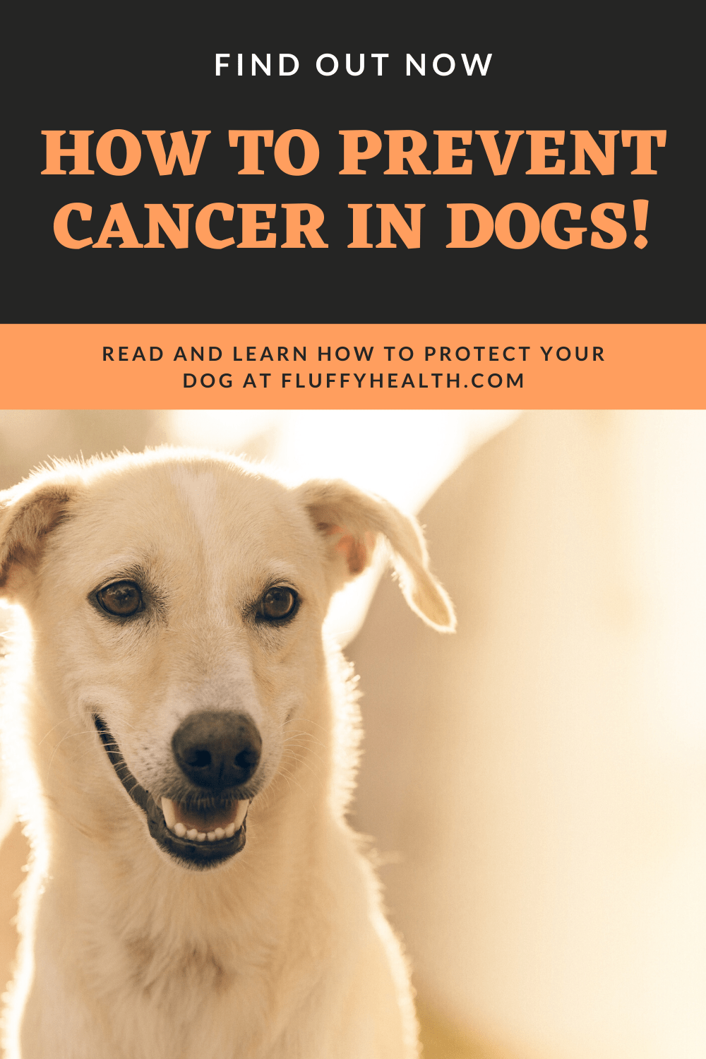 What Is Cancer In Dogs Symptoms Of Cancer In Dogs Fluffyhealth