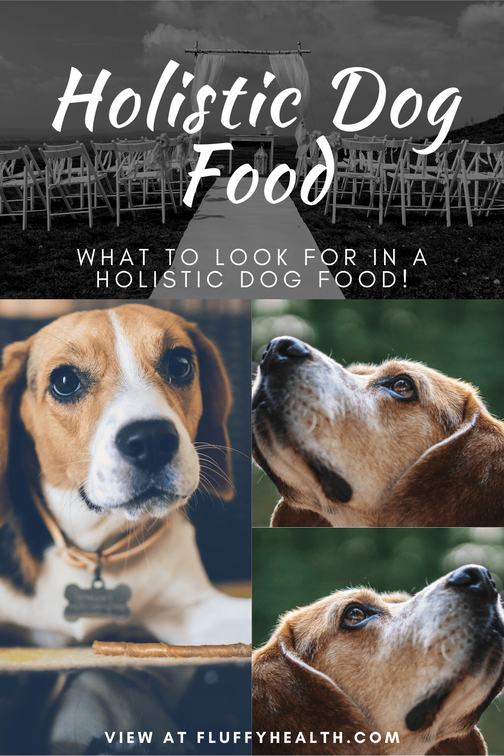 Best Holistic Dog Food, 1 Brand To Choose! FluffyHealth Fluffyhealth
