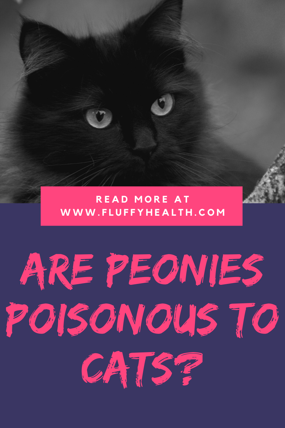Are Peonies Poisonous To Cats? The 1 Guide For Your Cat Safety