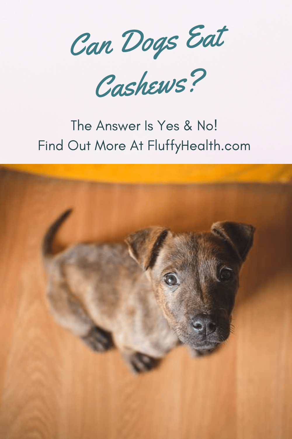 Ask A Vet Can Cats Eat Cashews How Dangerous Are They Asking List