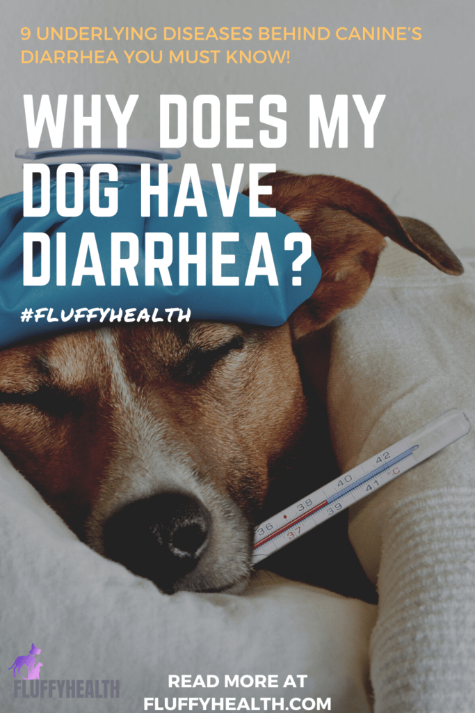 Why Does My Dog Have Diarrhea? 9 Underlying Diseases Behind Canine’s