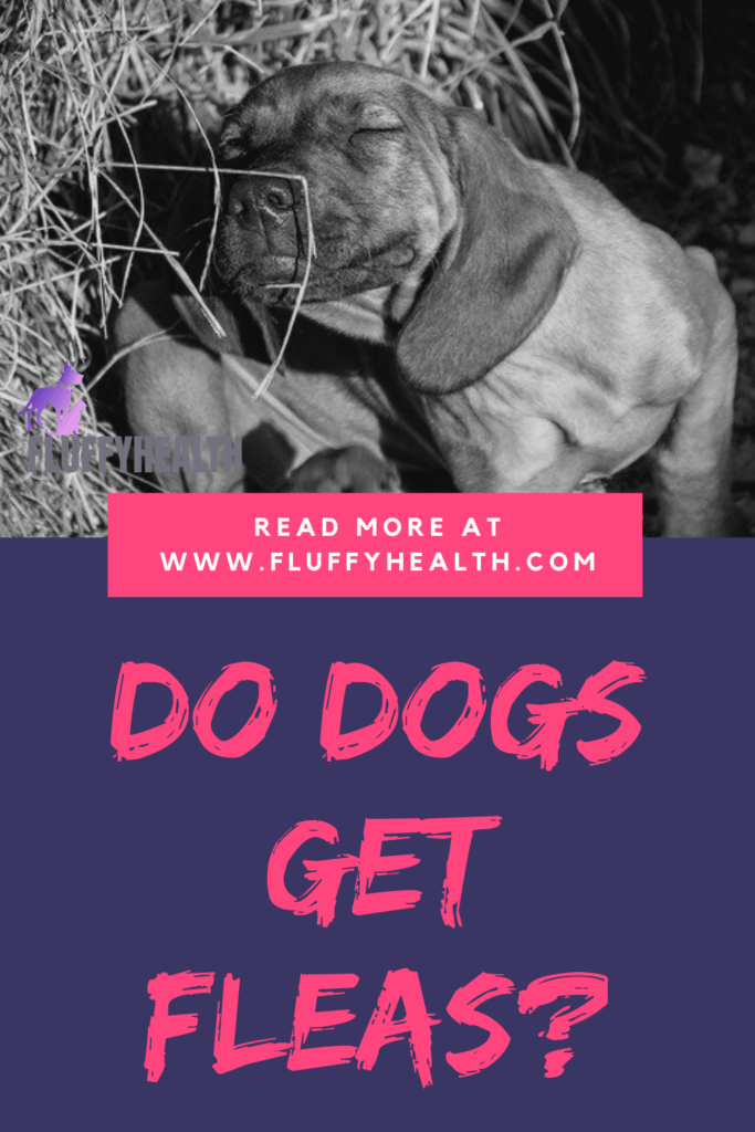 Do Dogs Get Fleas? 5 Unexpected Ways Your Dog Can Get Fleas Fluffyhealth